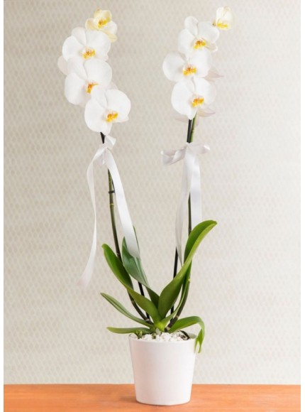 Orkide Phalaenopsis 2 Dallı