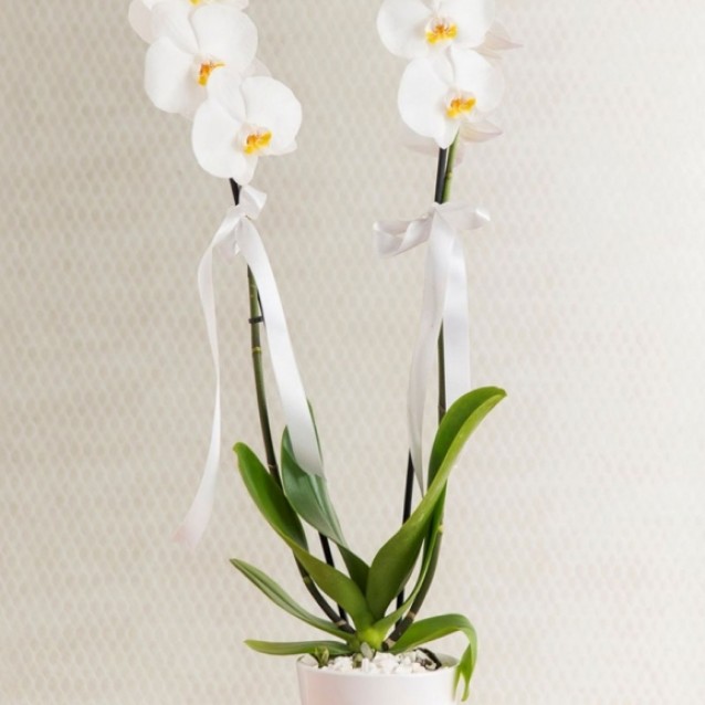 Orkide Phalaenopsis 2 Dallı